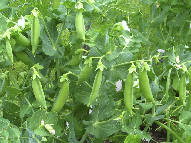 Tangle of Pea Vines