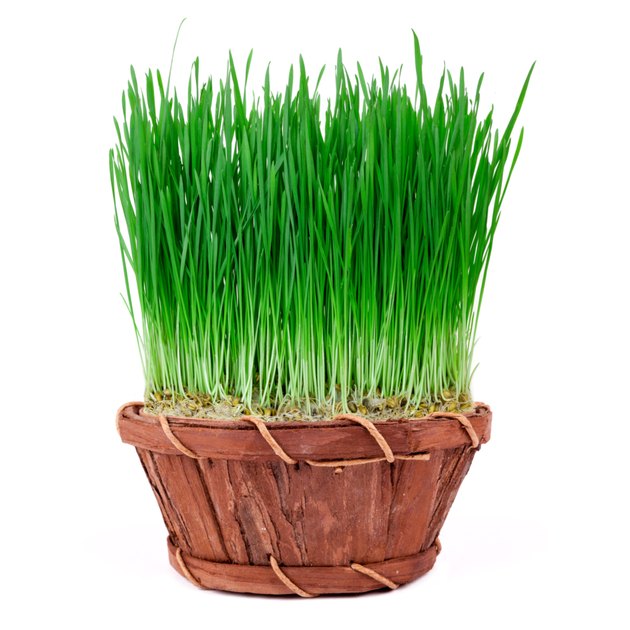 sprouts