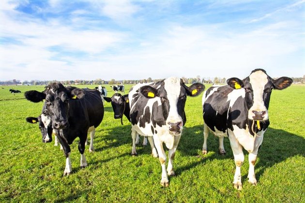 Cows from the Netherlands in a field.