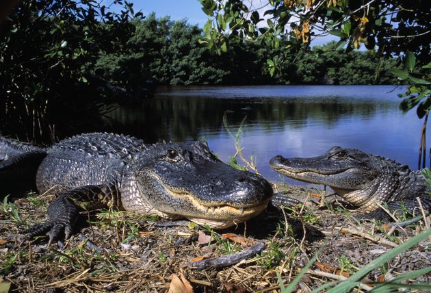 Two american alligators