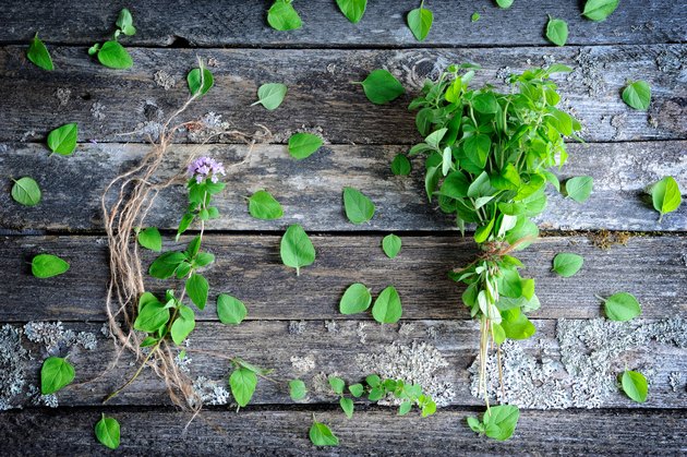 Fresh oregano herb