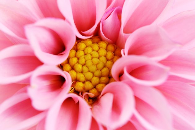 pink dahlia