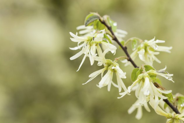 milky white witch hazel