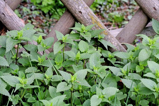 stinging nettle at a wooden fence