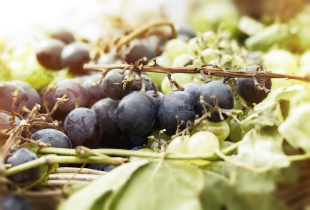 Bunches of grapes in wicker basket II