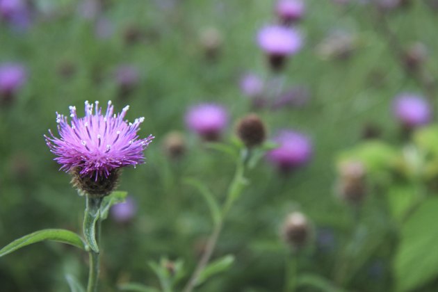 Thistle flower in a field of blurred thistles