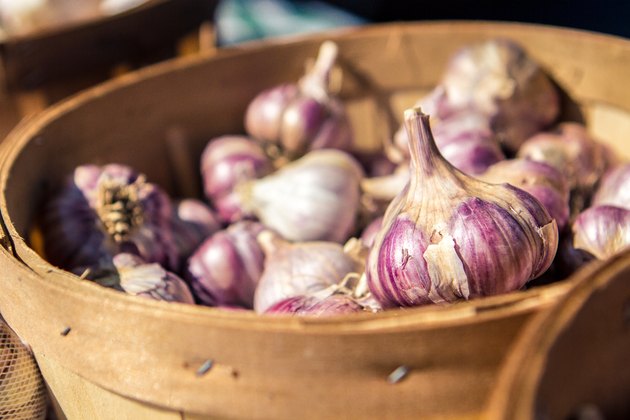 Organic Red Garlic Fall Harvest at the Farmers Market
