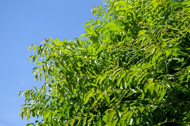 Neem plan tree in garden