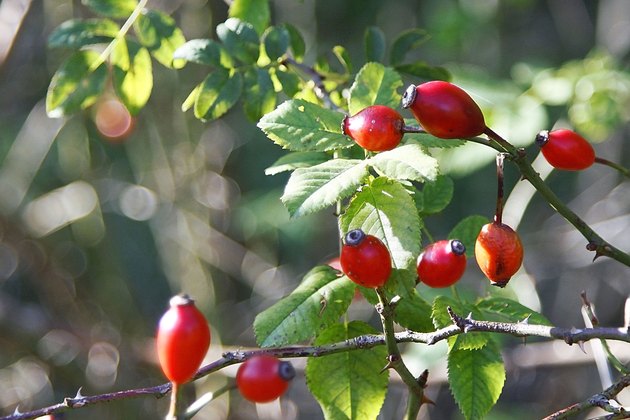 Close-up rose hips of pink rose