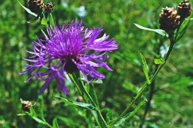 Milk thistle