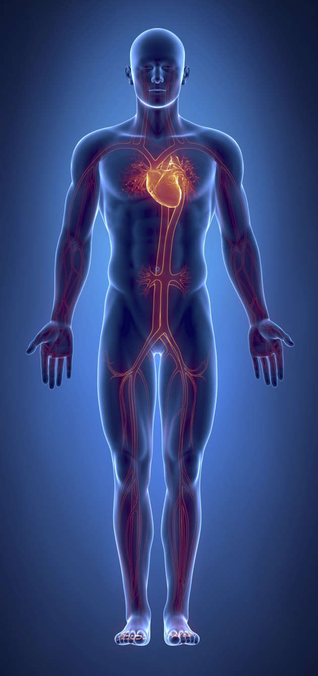 What Are the Organs of the Cardiovascular System? | Livestrong.com