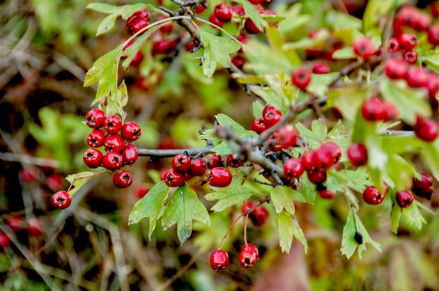 Hawthorn berries
