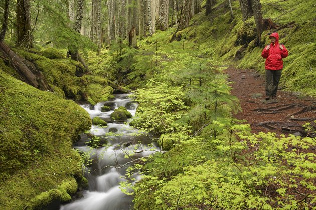 Ramona Creek Mount Hood Wilderness Oregon USA
