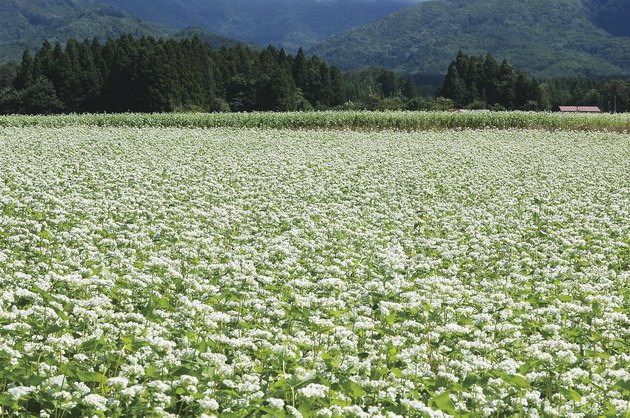Buckwheat field in Kitakata, Fukushima Prefecture, Japan