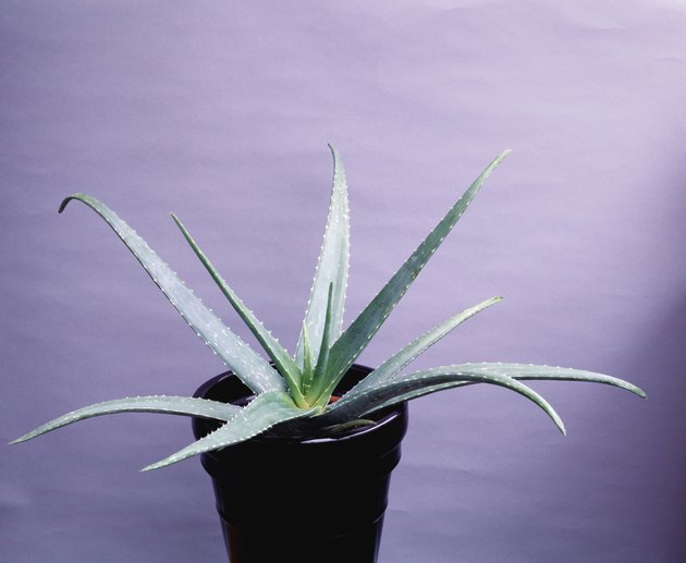 Aloe Vera