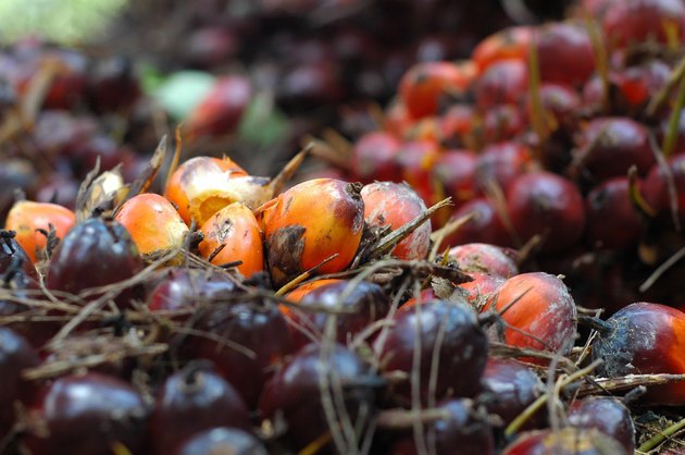 Fresh Palm Oil Fruit