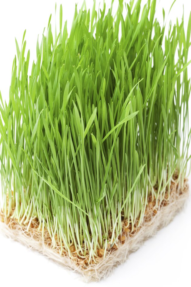 wheat grass