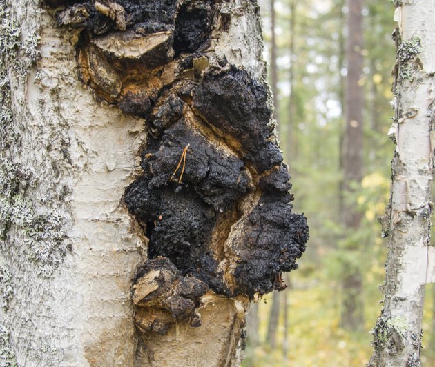 shelf fungus on the birch tree