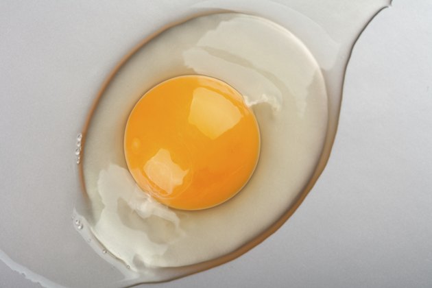egg