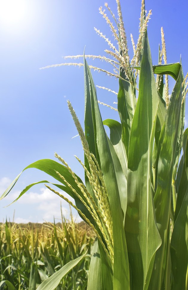green shoots of corn