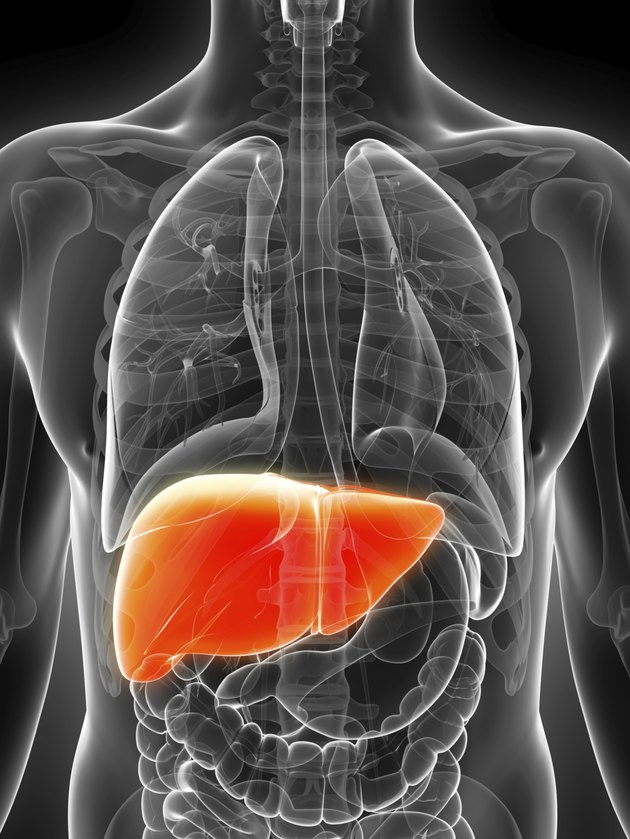 male liver