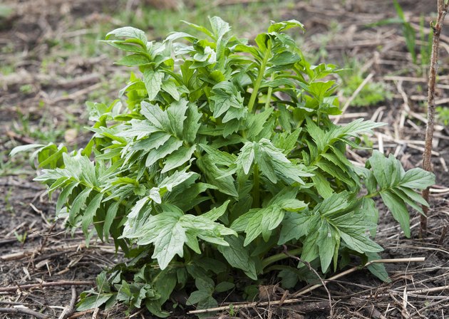 valerian plant at spring