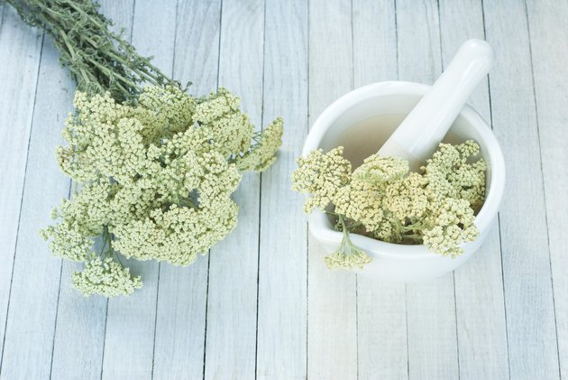 Milfoil herbal flowers