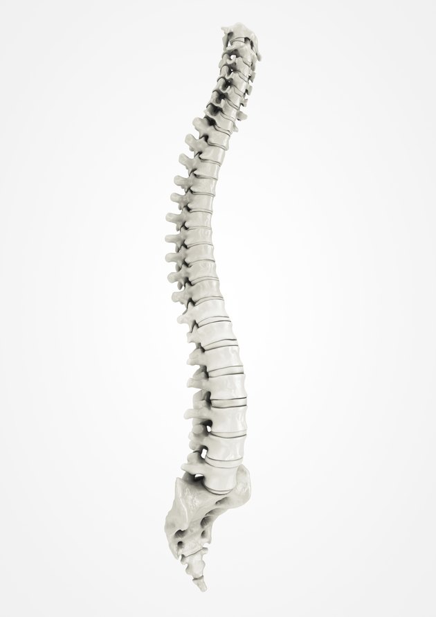 Spine, detailed