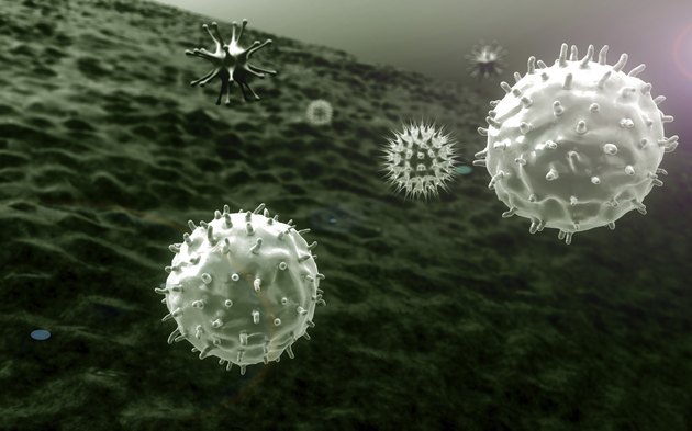 macrophage, virus