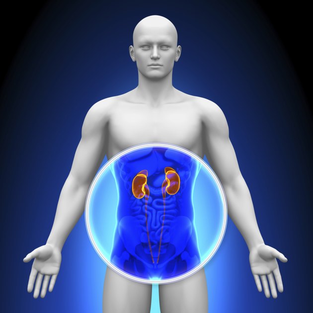 Medical X-Ray Scan - Kidneys