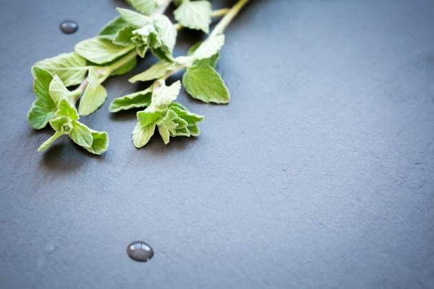 Fresh oregano on a dark stone background