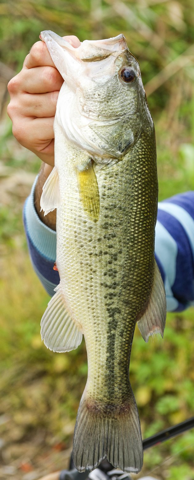 black bass