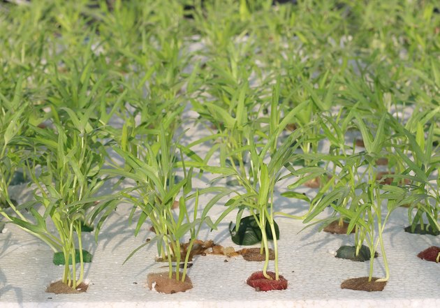 Fruits Hydroponics.