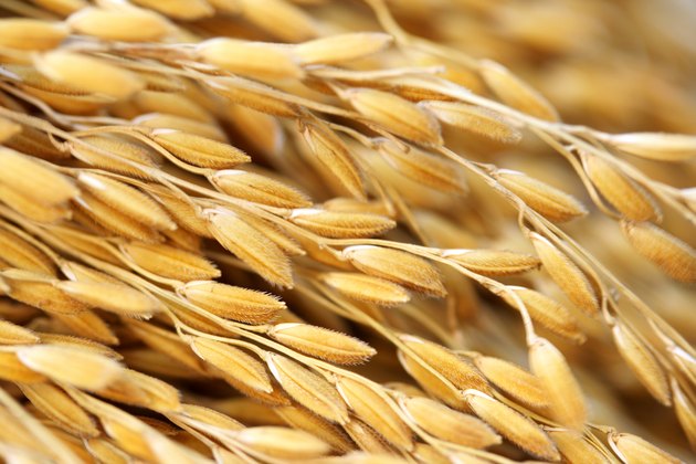 Close up shot of paddy crop