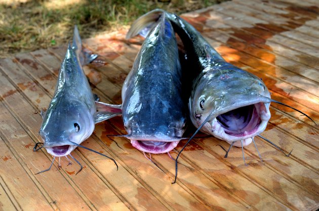 Catch of the day - fresh catfish