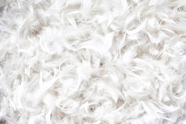 soft, weightless, gentle bird plumage texture for pillow