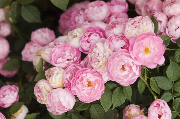 Beautiful pink roses growing in a garden.
