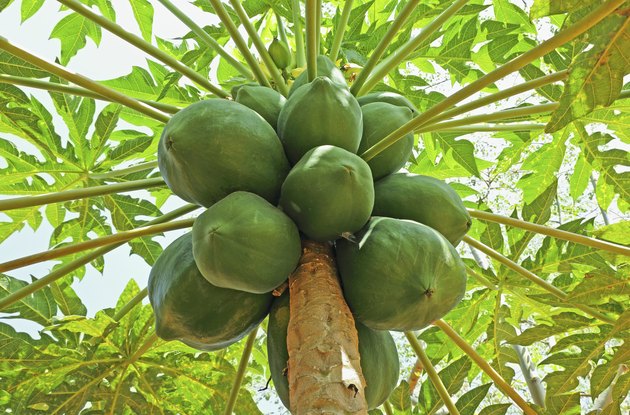 Papaya Fruits