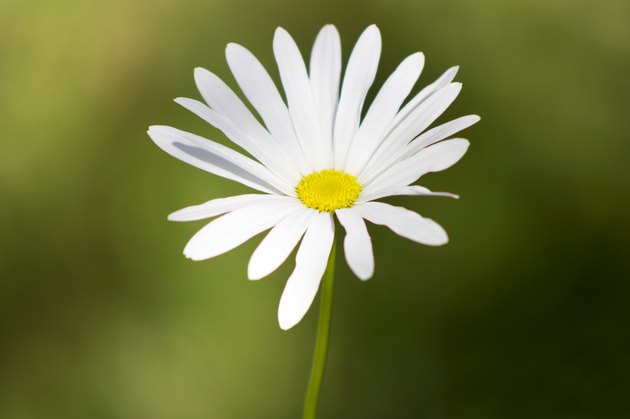 Camomile in garden