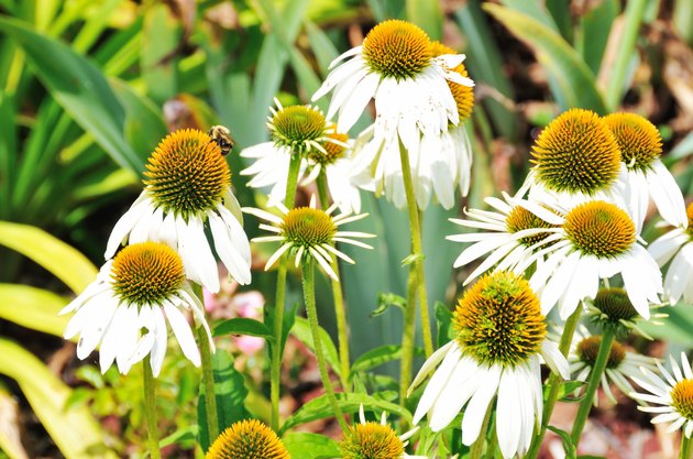 Coneflowers