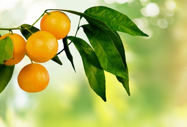 Orange Tree, Orange, Fruit