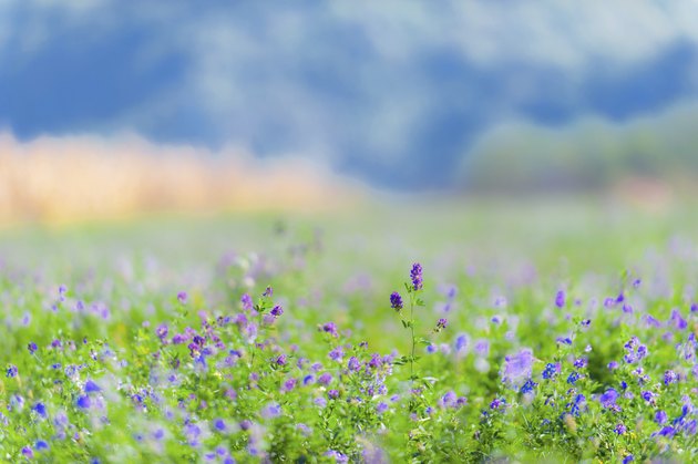 Beautiful rural field with alfalfa flowers