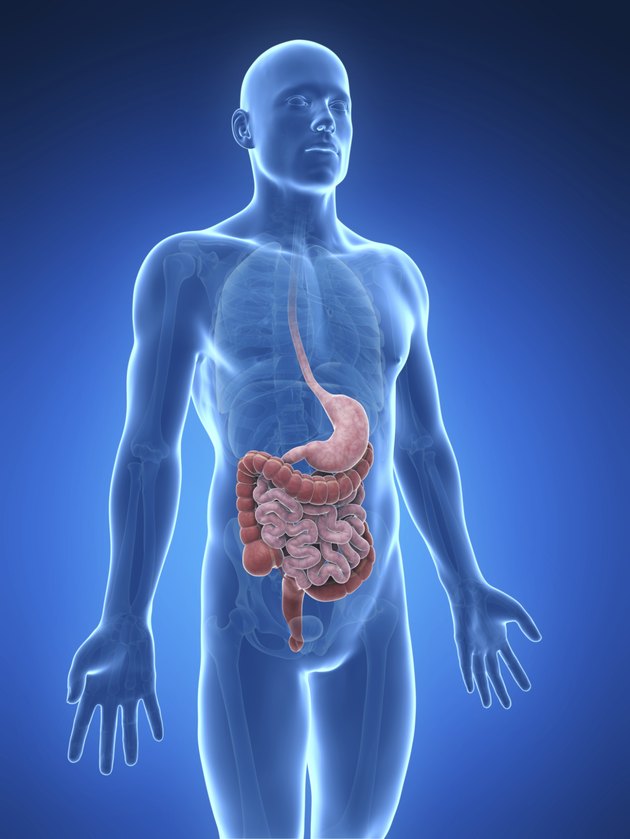 digestive system