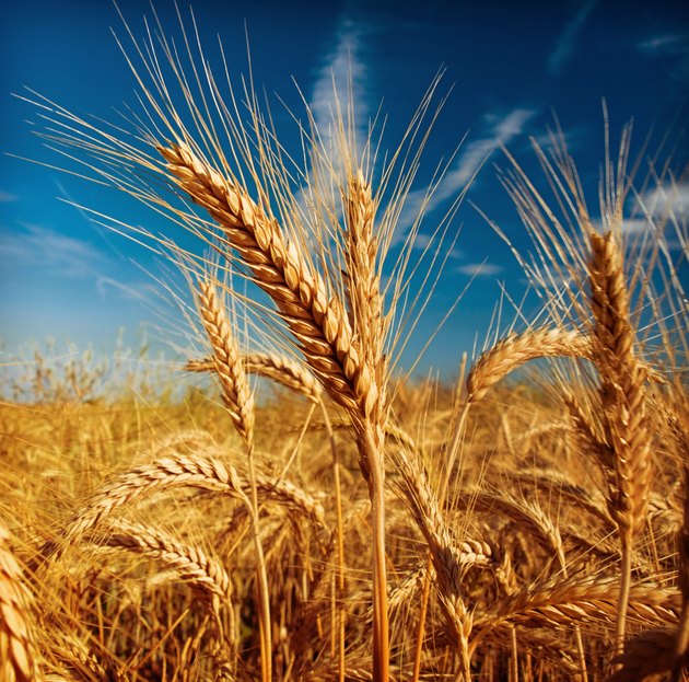 Wheat field