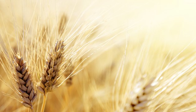 Wheat field