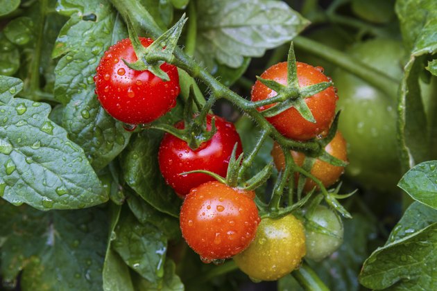 Natural looking tomato