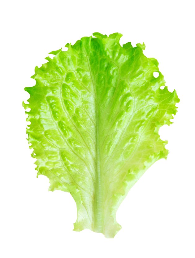 Fresh lettuce leaf