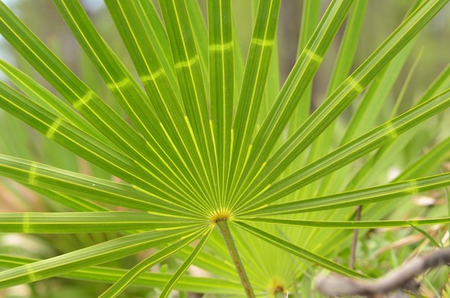 Abnormal light coloration on a palm frond