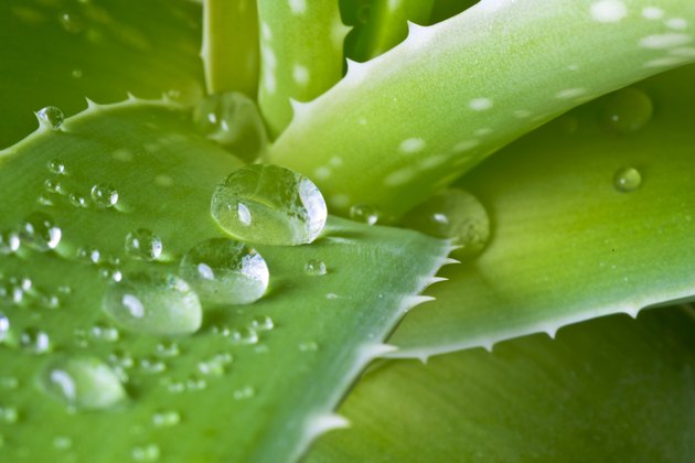 Drops of water on aloe leaf