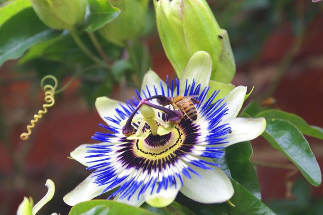 passion flower